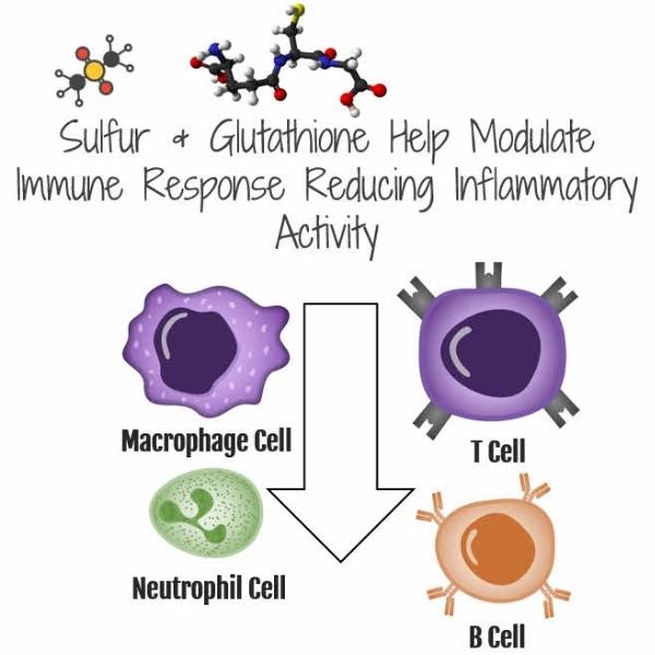 Modulation of immune responses helps reduce inflammation.