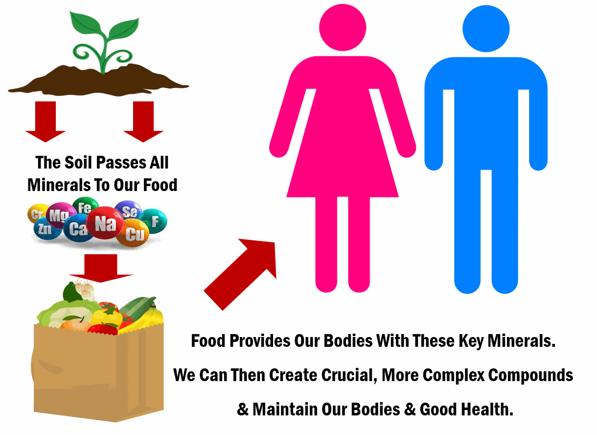 Minerals enter the body through our food from soil