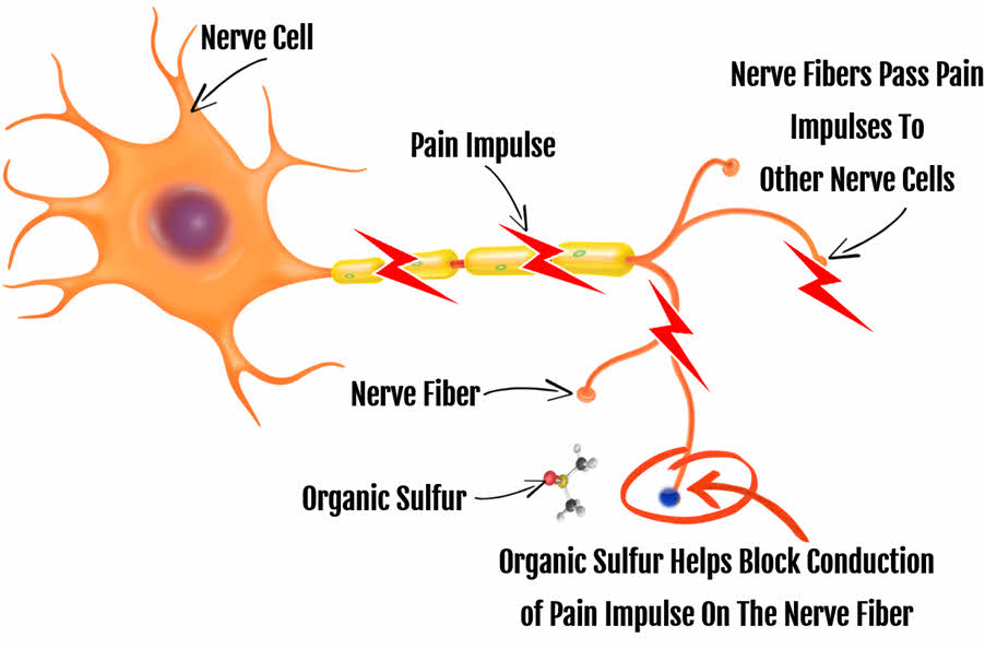 How Organic Sulfur / MSM Helps Promote Pain Relief