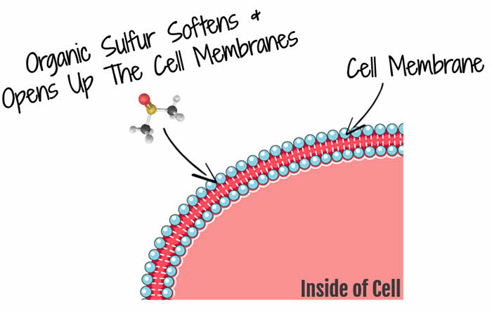 MSM Drops Help Open Cell Membranes