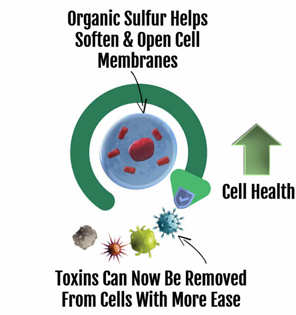 Better functioning cell membranes from increased Sulfur