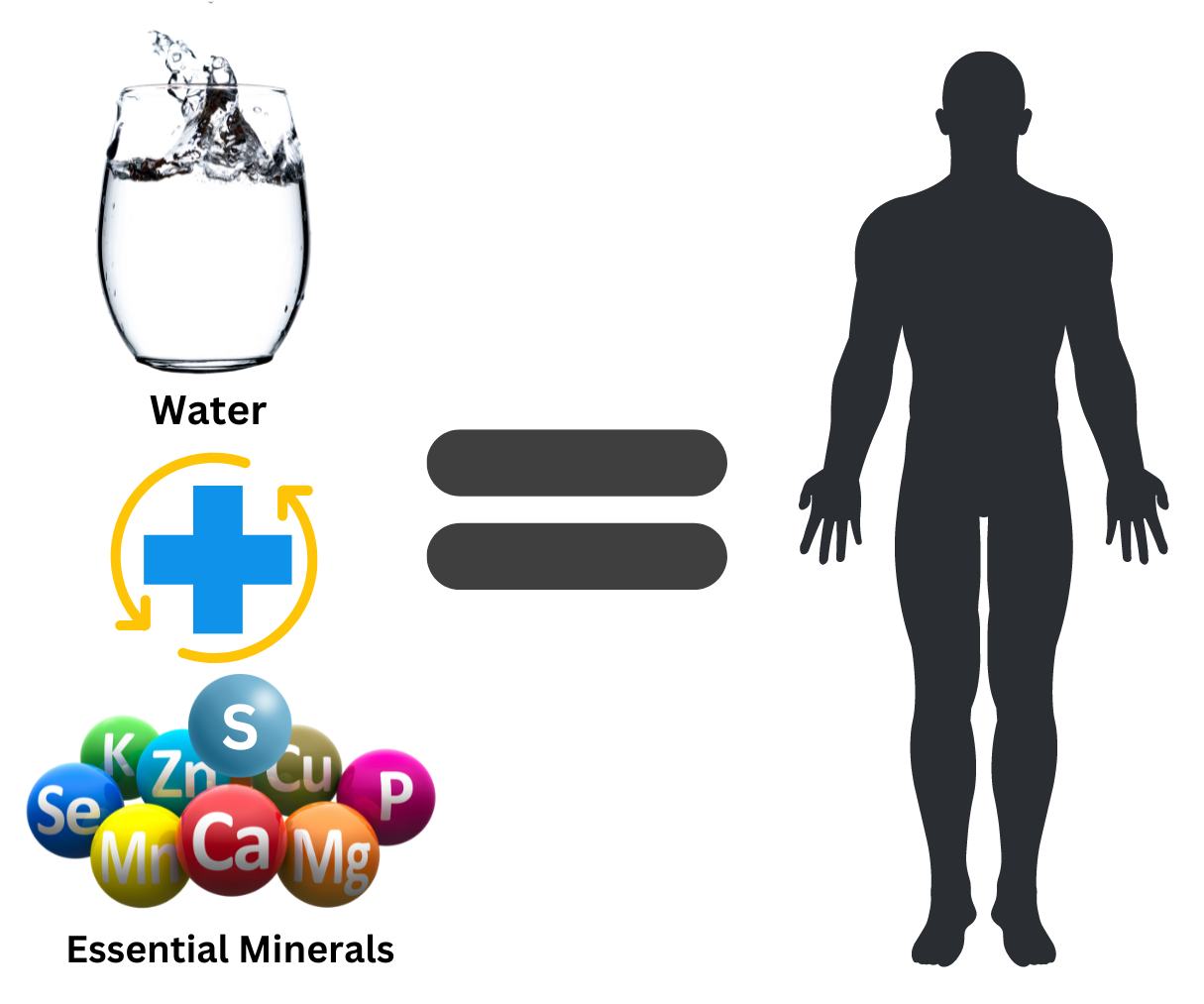 the body is made from water and minerals