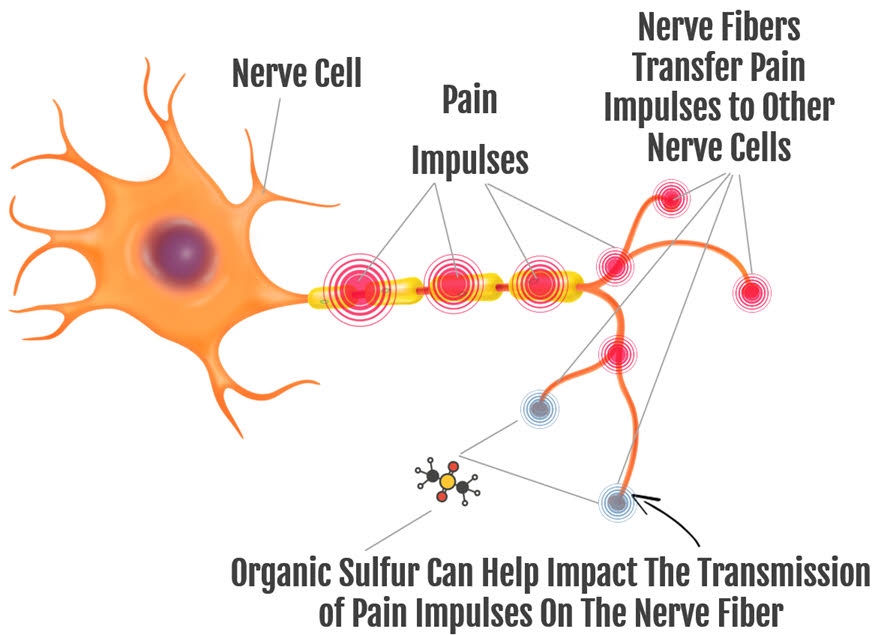 How MSM Can Help Impact Pain Management In The Body
