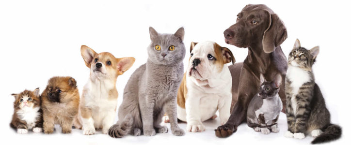 MSM for pets
